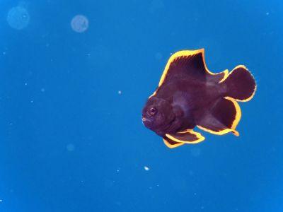 HANON Diving Service