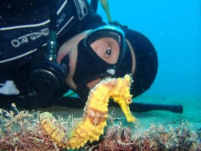 妻良DIVING