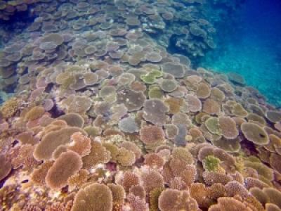 TAKU DIVE 石垣島
